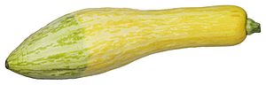 CSA-Yellow-Squash.jpg