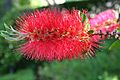 Callistemon comboynensis