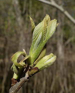 Carya aquatica