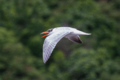 Caspian Tern in flight in New Zealand