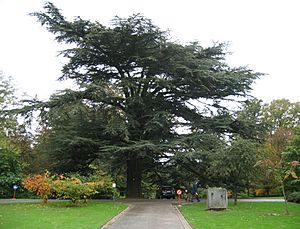 Cedrus atlantica mariemont