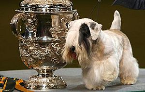 Charmin crufts 2009.jpg