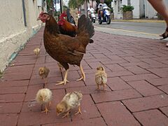 Chickenfamily