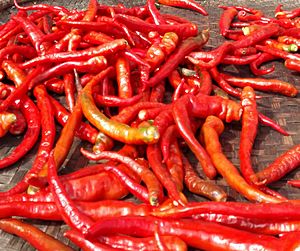 Chili picking (cropped)