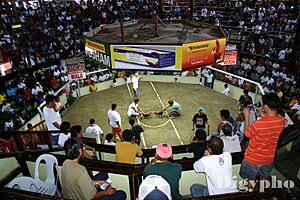 Cock Fight Arina Davao