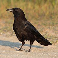 Corvus-brachyrhynchos-001