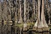 Cypresses on the water.jpg