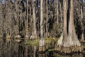 Cypresses on the water