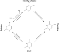 DNA methylation (corrected)