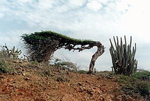 Dividivi on aruba