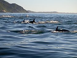 Dusky dolphin Kaikoura