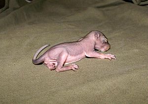 Eastern Gray Squirrel young