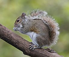 Eastern Grey Squirrel