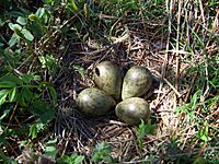 Eggs Numenius arquata