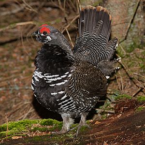 Falcipennis-canadensis-002