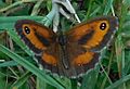 Gatekeeper GT small meadow