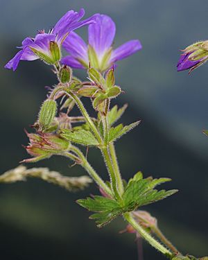 Geranium sylvaticum (1).JPG