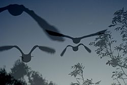 Great-horned-owl-in-flight