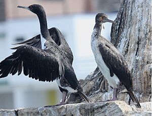 Guanay Cormorant