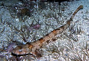 A small shark with a broad, flattened head, covered with small white spots and orange-brown saddle-like markings, resting on a gravel sea bed