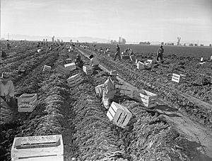 Harvesting carrots