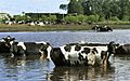 Hurricane Irene - Cows