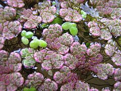 Azolla filiculoides