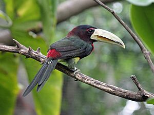 Ivory-billed Aracari RWD2