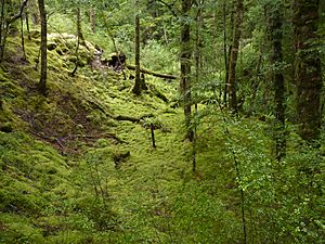 Kepler Track, New Zealand (80)