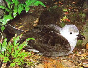 Kermadec Petrel Adult