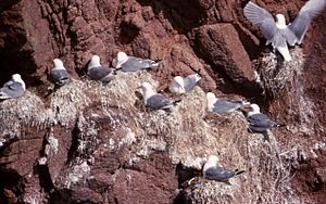 Kittiwakes (Rissa tridactyla), Bullers of Buchan - geograph.org.uk - 1072631