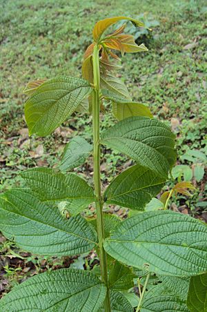 Lagerstroemia microcarpa 2