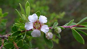 Leptospermum trinervium flower (8727699341).jpg