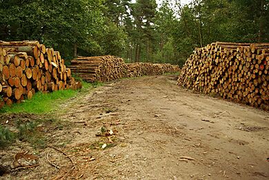 Logging in Wykeham Forest - geograph.org.uk - 1226569