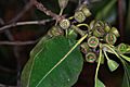 Lophostemon confertus Pengo