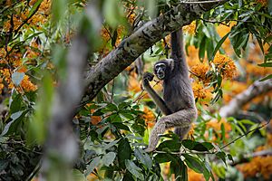 Müller's Gibbon 0A2A2463.jpg