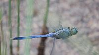 Male Orthetrum boumiera (49698627822)