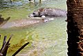 Manatees at Haulover Canal