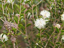 Melaleuca hnatiukii (leaves, flowers, fruits)