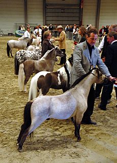 Miniature Horse Show