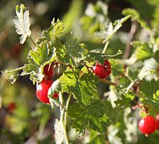 Mountain gooseberry Ribes montigenum berries