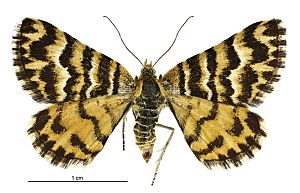 Notoreas simplex female.jpg