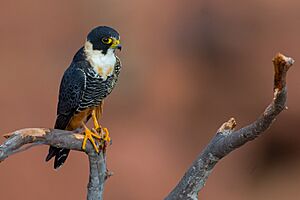 OFalco rufigularis Bat Falcon.jpg