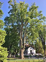 Old American elm tree near Horticultural Hall in Halifax Public Gardens - August 2019