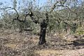 Olive tree 1, Pinet, Valencia