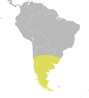 Oxyura vittata distribution.svg