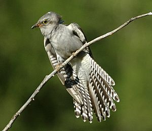 Pallid Cuckoo kobble 650px.jpg