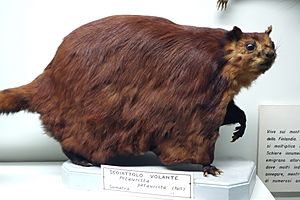 Petaurista petaurista - Museo Civico di Storia Naturale Giacomo Doria - Genoa, Italy - DSC02773.JPG