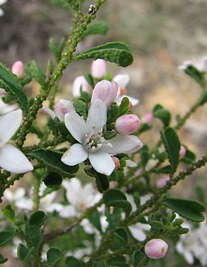 Philotheca verrucosa.jpg