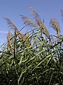 Phragmites australis (inflorescences)